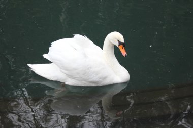 Yansıması ile gölde Kuğu