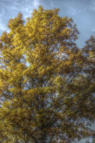 Baum im hdr-Look — Stockfoto