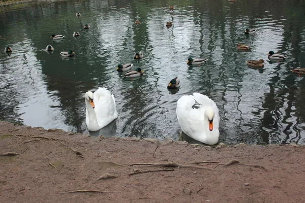 Swan med reflektion på sjön — Stockfoto