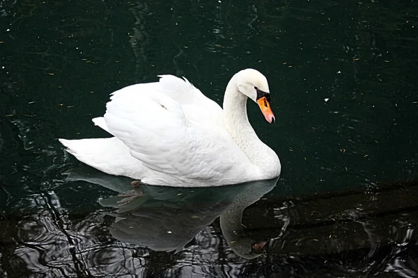 Swan med reflektion på sjön — Stockfoto