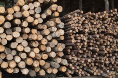 marangozluk günlüğüne grup