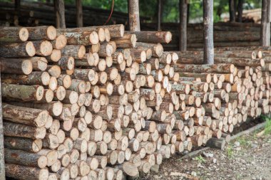 marangozluk günlüğüne grup