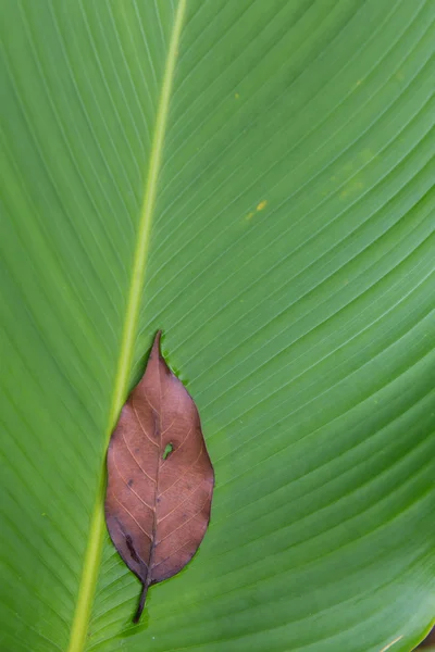 Текстура пальмового листя крупним планом — стокове фото