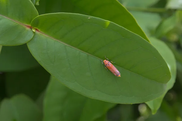 Luciérnaga sobre hoja verde — Foto de Stock