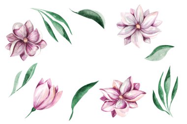 Çerçeve Bahar Manolyası Çiçekleri beyaz arka planda narin bir manolya buketine tırmanır