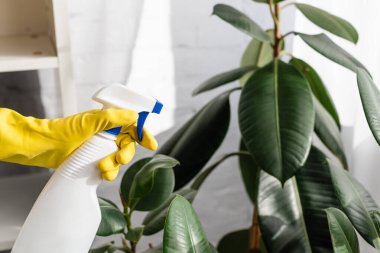 Cropped view of hand in rubber glove holding bottle near plant on blurred background  clipart