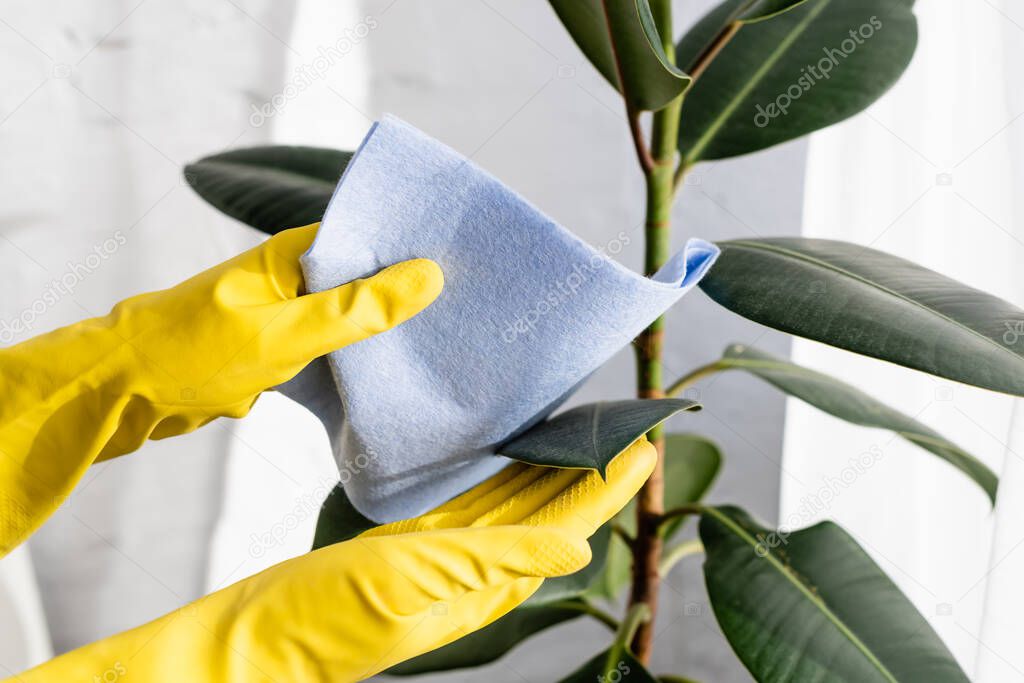 Cropped view of person in rubber gloves cleaning leaves of plant with rag 