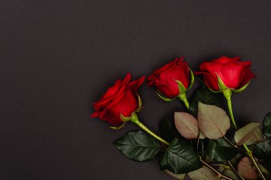 Siyah üzerine izole edilmiş kırmızı güllerin üst görünümü