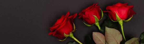 top view of red roses isolated on black, banner