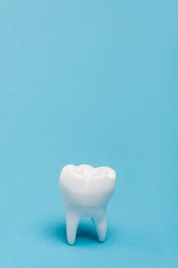 Close up view of white tooth model on blue background with copy space clipart