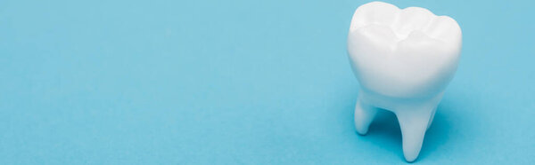 Close up view of model of white tooth on blue background, banner 