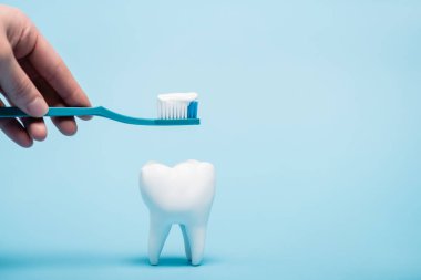 Cropped view of woman holding toothpaste and toothbrush near tooth model on blue background clipart