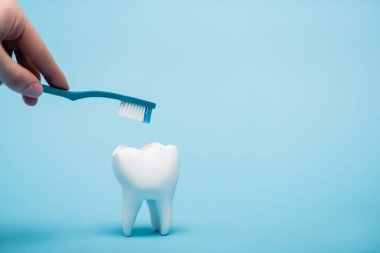 Cropped view of woman holding toothbrush near white model of tooth on blue background clipart