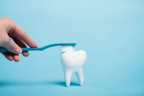 Widok Kobiety Szczotkującej Biały Model Zębów Szczoteczką Zębów Pastą Zębów — Zdjęcie stockowe