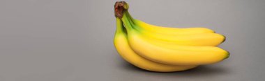 yellow ripe bananas on grey background, banner clipart
