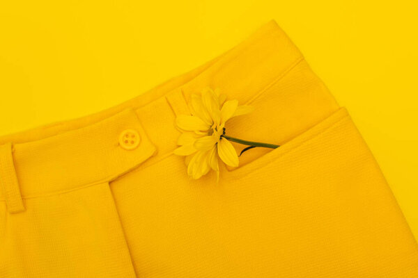 top view of flower in pocket of pants isolated on yellow
