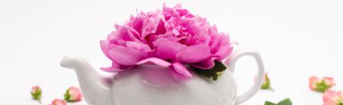 Pembe şakayık çiçeği porselen çaydanlıkta beyaz pankartta