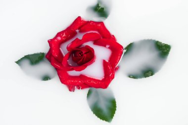 Sütlü suda kırmızı gül ve yeşil yaprakların üst görüntüsü 