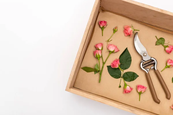 Vista Superior Poda Mão Caixa Madeira Com Rosas Chá Isoladas — Fotografia de Stock