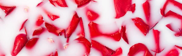 Vue Dessus Des Pétales Rose Rouge Dans Eau Laiteuse Bannière — Photo