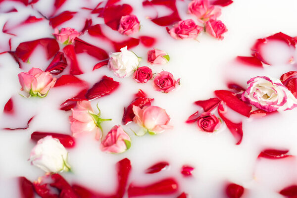 top view of red rose petals and pink flowers in milky water 