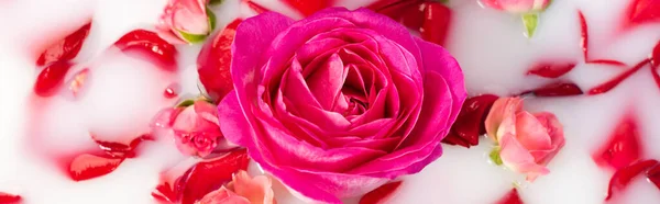 Top View Pink Flower Roses Milky Water Banner — Stock Photo, Image