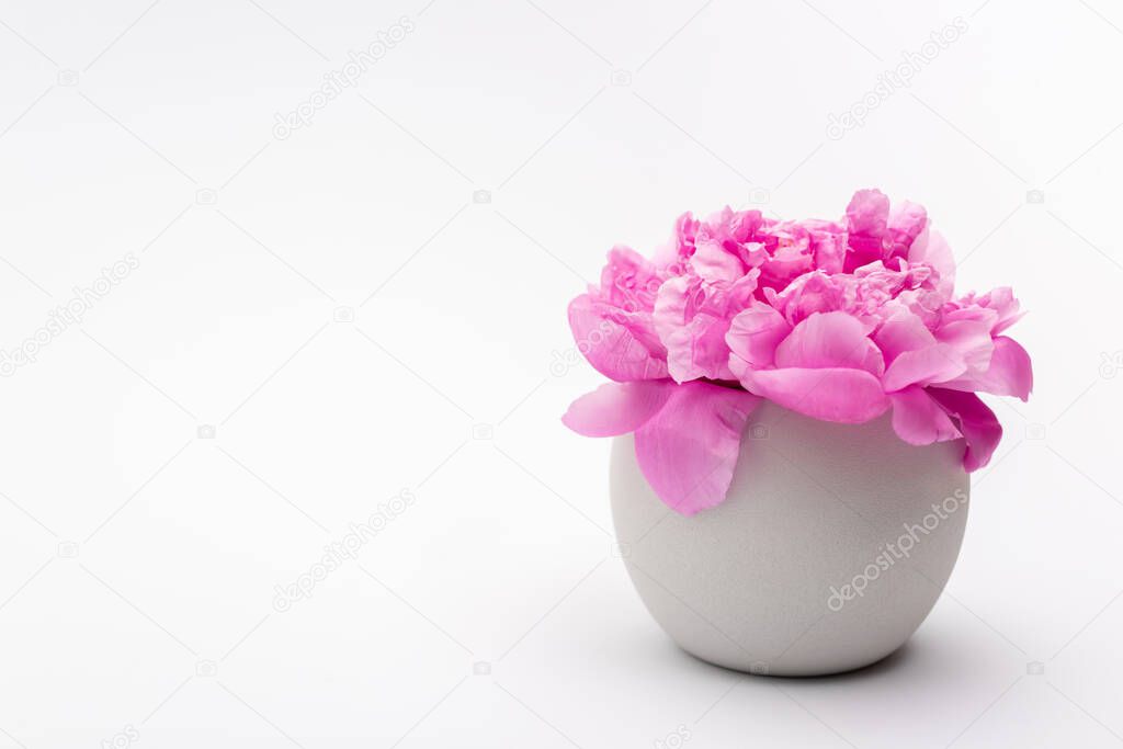 pink peony flower in porcelain vase on white