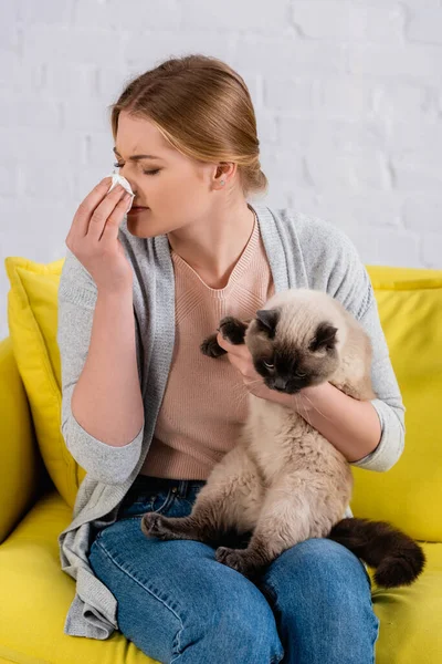 Young Woman Allergy Holding Napkin Nose Siamese Cat Sofa — Stock Photo, Image