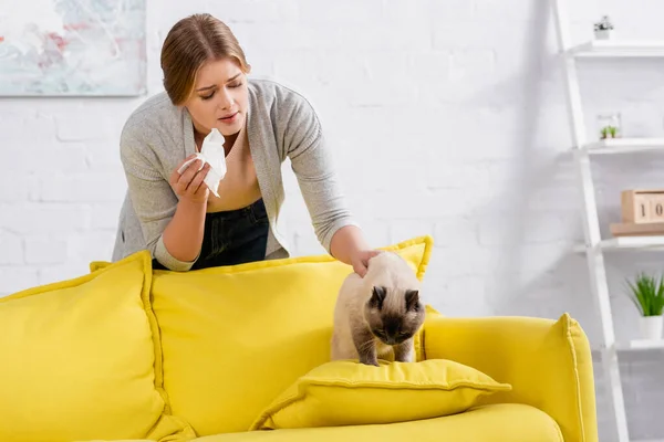 Siamese Gato Sentado Travesseiro Perto Mulher Com Alergia — Fotografia de Stock