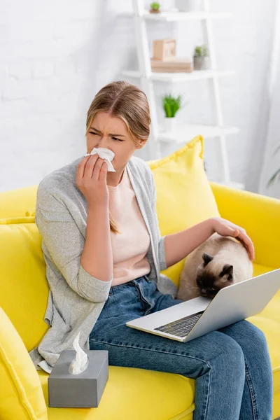 Mujer Con Portátil Que Sufre Reacción Alérgica Cerca Gato Siamés —  Fotos de Stock