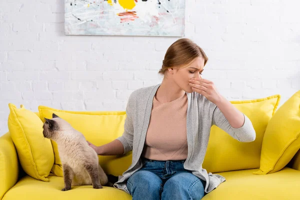 Mujer Con Mano Cerca Nariz Acariciando Gato Siamés Durante Alergia —  Fotos de Stock
