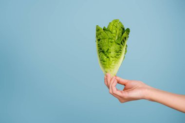 partial view of woman with fresh green lettuce isolated on blue clipart