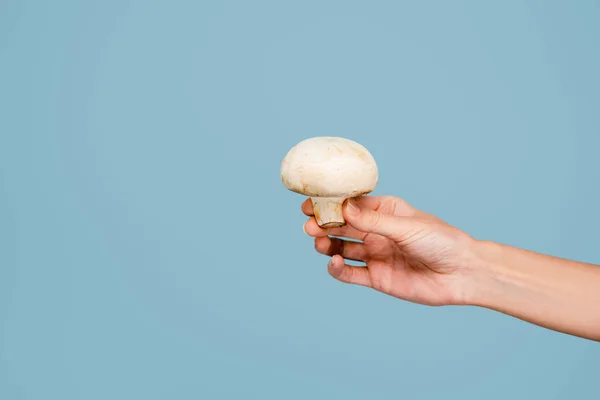 Vue Recadrée Femme Tenant Champignon Cru Isolé Sur Bleu — Photo