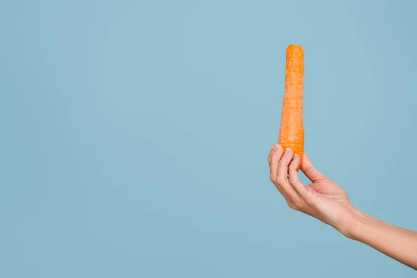 Женская Рука Свежей Целой Морковью Изолированной Голубом — стоковое фото