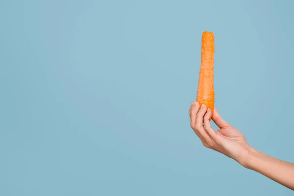 Mano Femminile Con Carota Intera Fresca Isolata Blu — Foto Stock