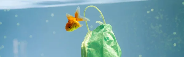 stock image goldfish near protective mask in water, ecology concept, banner
