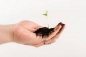 levágott kilátás az ember gazdaság talaj fiatal növény elszigetelt fehér, ökológia koncepció