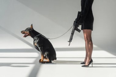 cropped view of elegant woman with rifle near doberman on chain leash on grey background with shadows clipart