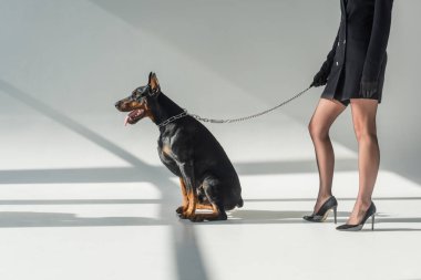 cropped view of elegant woman near doberman on chain leash on grey background with shadows clipart