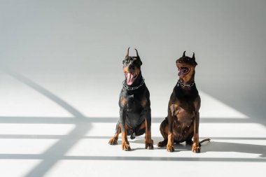 Zincirli tasmalı dobermanlar gölgeli gri arka planda oturuyorlar.