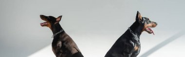 Gri arka planda gölgeli iki doberman, afiş