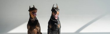 Gri arka planda gölgeli iki doberman köpeği oturuyor.
