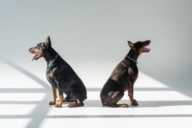 Zincirli tasmalı iki doberman, gölgeli gri arka planda oturuyor.