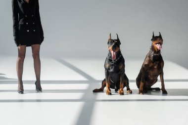 Gri arka planda, Doberman köpeklerinin yanında gölgeli zarif bir kadın manzarası
