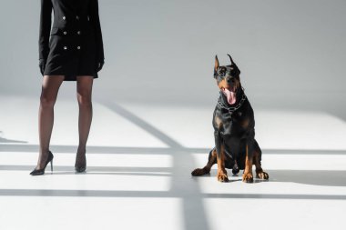 Gri arkaplanlı, doberman köpeğinin yanında siyah ceketli zarif bir kadın görüntüsü.