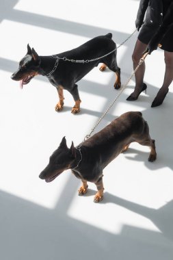 cropped view of woman with two dobermans on chain leashes on white floor with shadows clipart