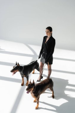 Zincirli doberman köpekleri olan trend bir kadının yüksek açılı görüntüsü gri arka planda gölgeli tasma takıyor.