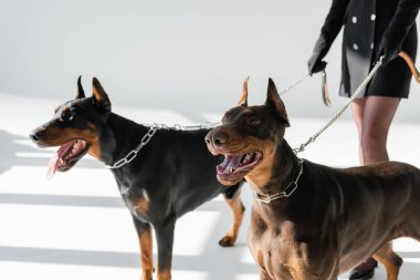 Zincirlenmiş dobermanlı kadın görüşü gri arka planda gölgeli tasma takıyor.