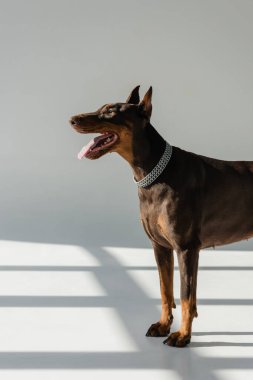 Zincirli tasmalı doberman köpeği gölgeli gri arka planda
