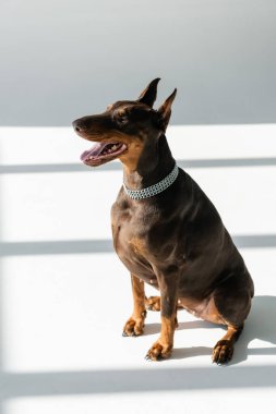 Zincirli tasmalı doberman köpeği gri gölgelerle beyaz zeminde oturuyor.